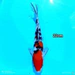 Mizzu - Sanke 22Cm