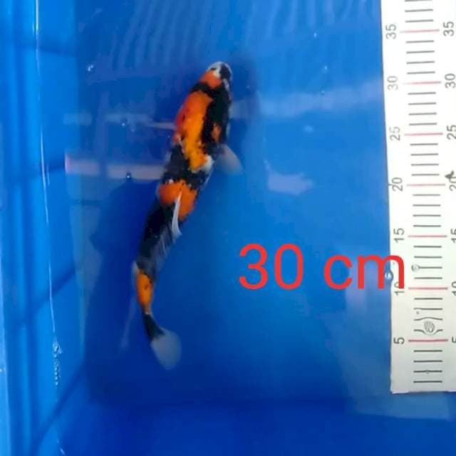 Showa 30 cm