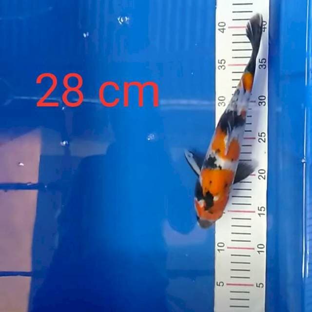 Showa 28 cm