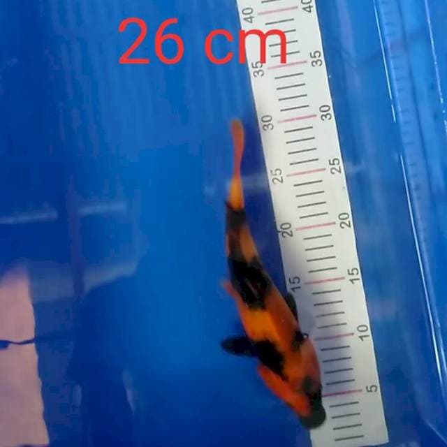 Hi utsuri 26 cm