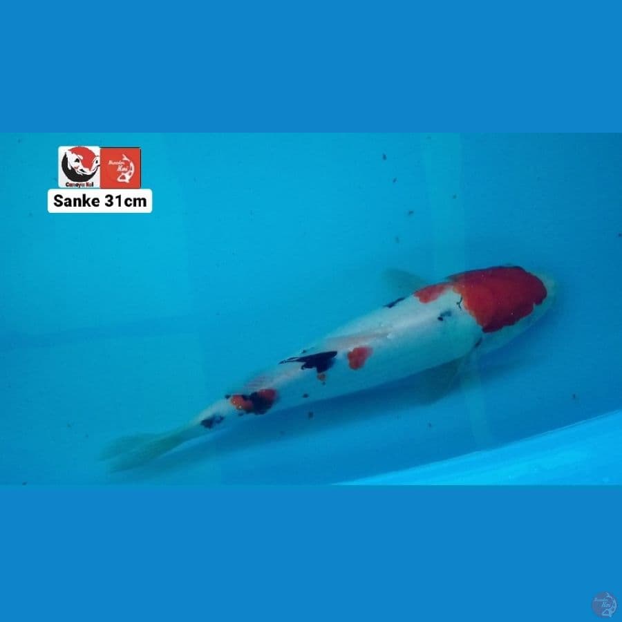SANKE 31CM --- CANAYA KOI FARM