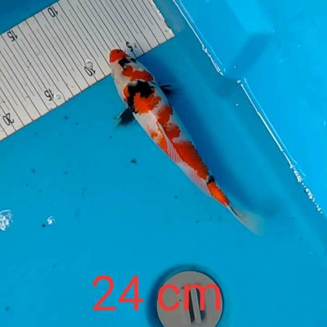 Showa 24 cm