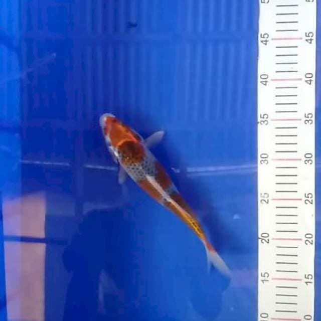 Kujaku 24 cm