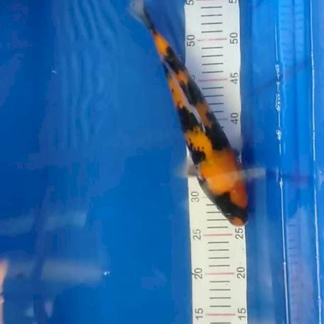 Hi showa 30 cm