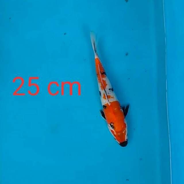 Showa 25 cm