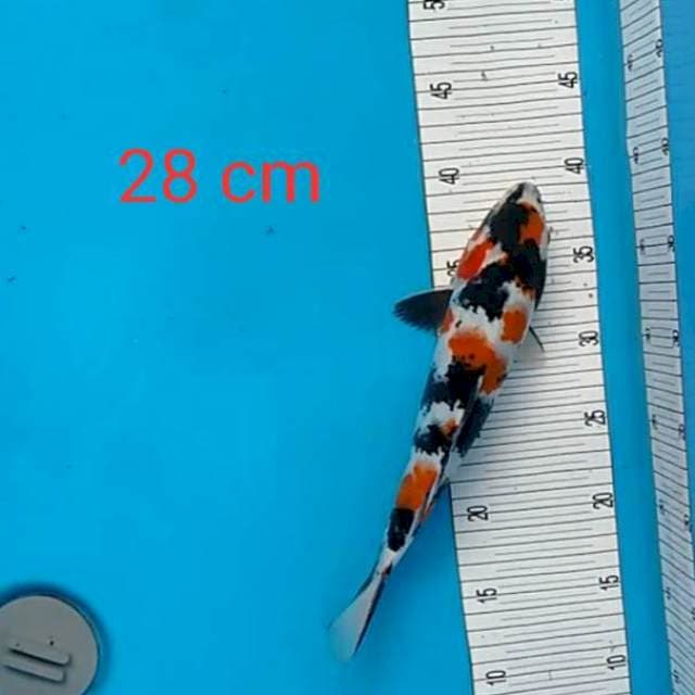 Kindai showa 28 cm