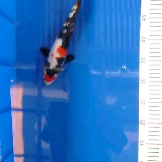 Showa centang 26 cm