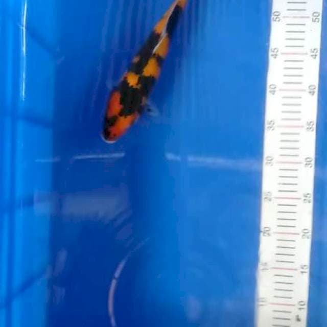 Hi showa sumi pekat 28 cm