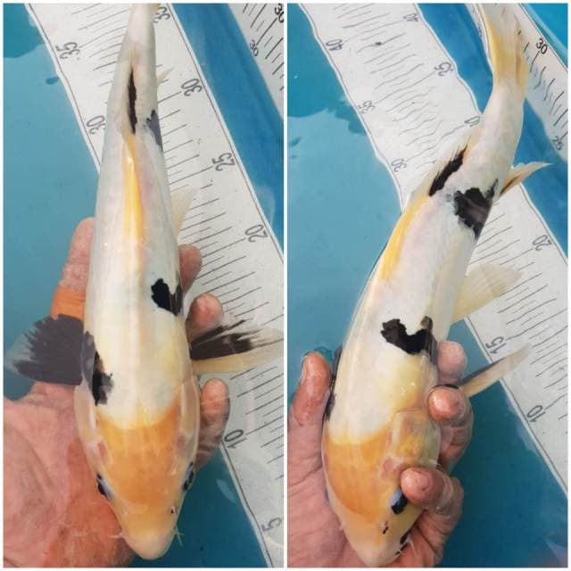 Shiro Doitsu 35cm, kelipatan 5rb