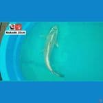 MUKASHI 30CM --- CANAYA KOI FARM