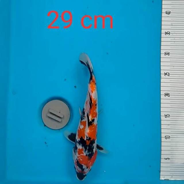 Showa 29 cm