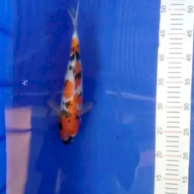 Showa 28 cm