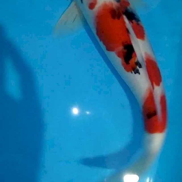 Kuhaku sangke.cuting rapi