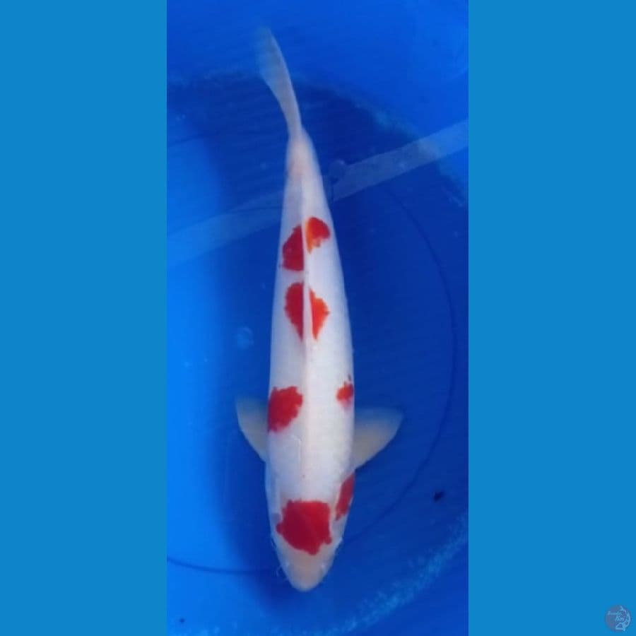 MARUTEN KOHAKU SAKURA 40cm up
