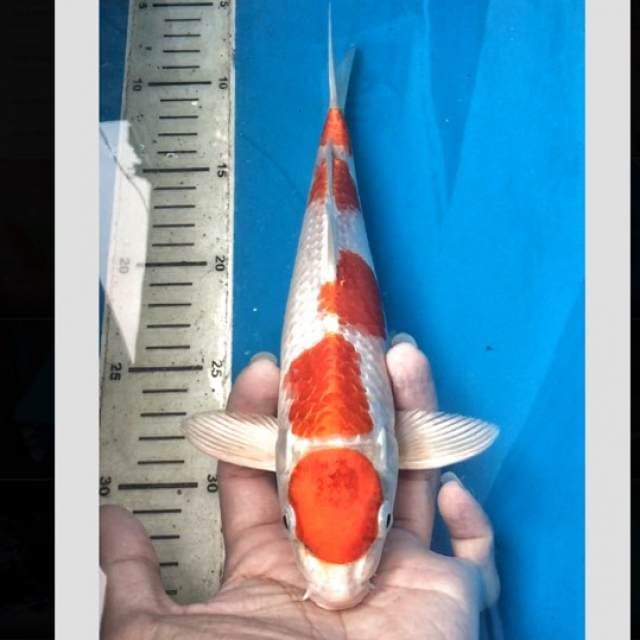 kohaku hikari 5step 30bu