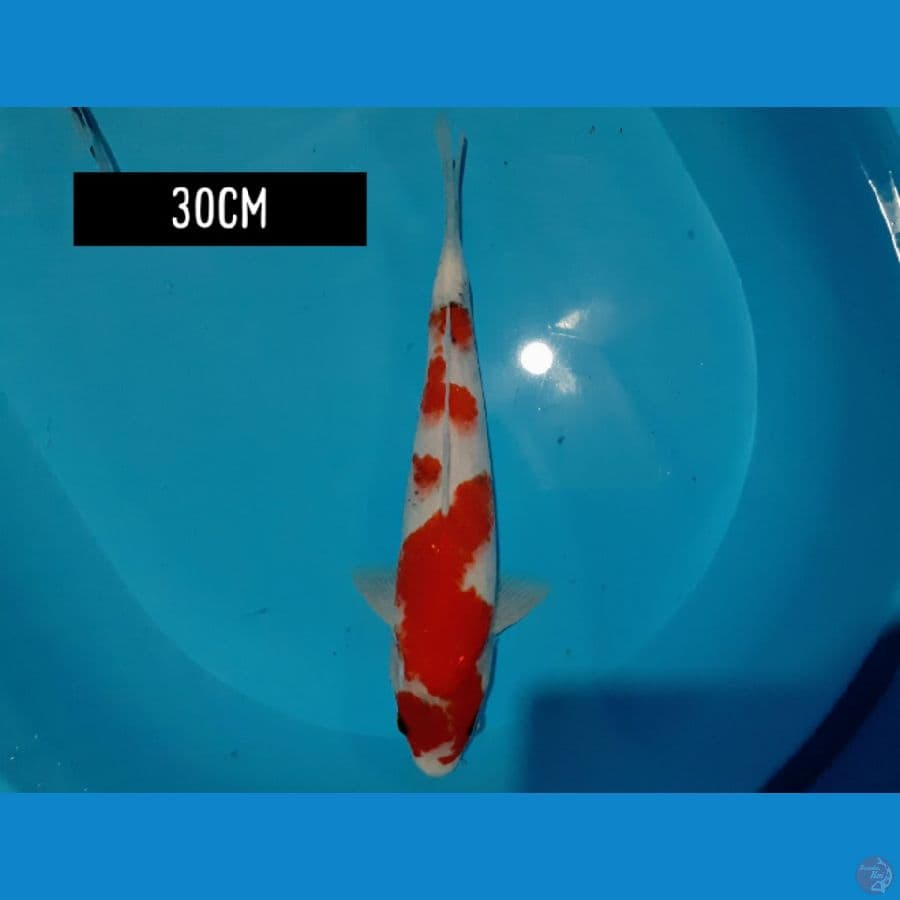 kohaku