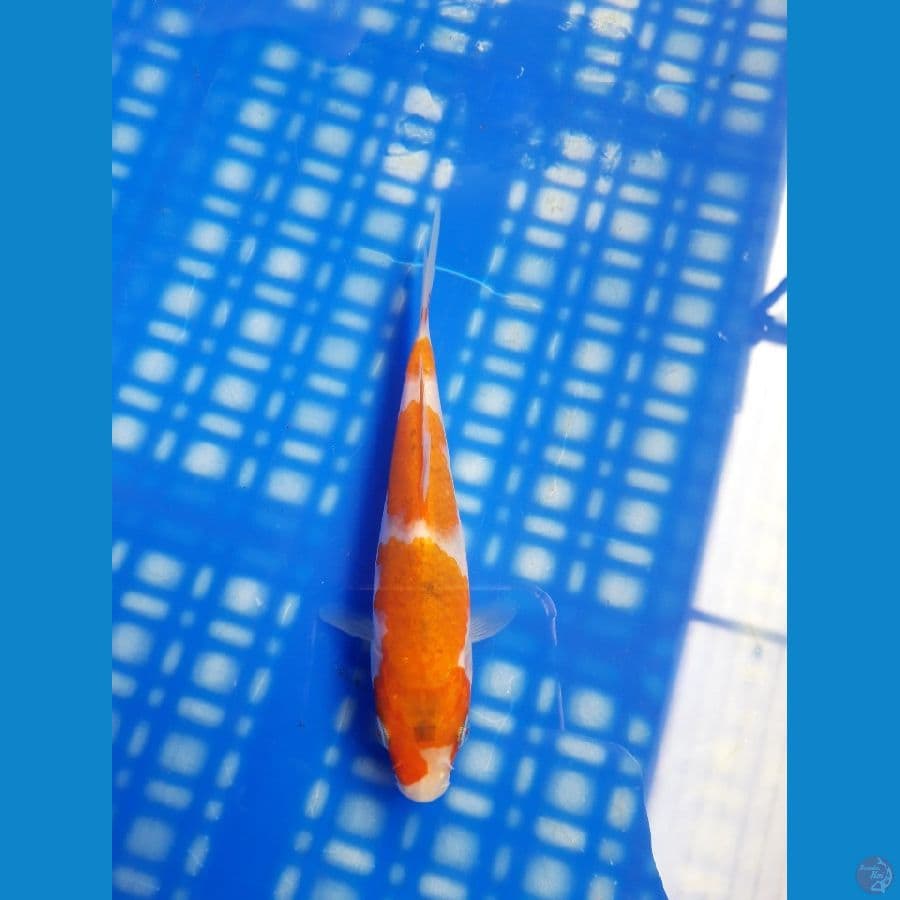 Ai Goromo Bahan Joss 15cm