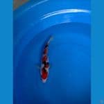 taiso sansoku 30cm. male