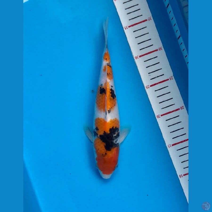 sanke 25cm