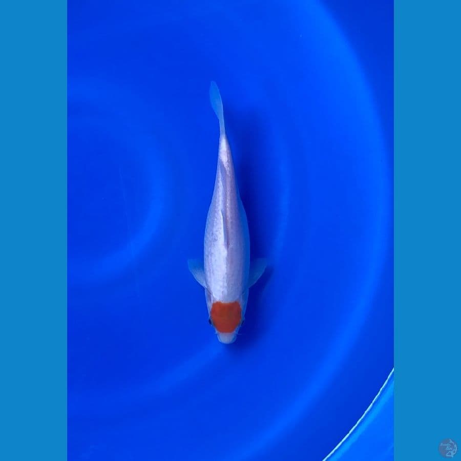 Tancho Kohaku Original 24cm