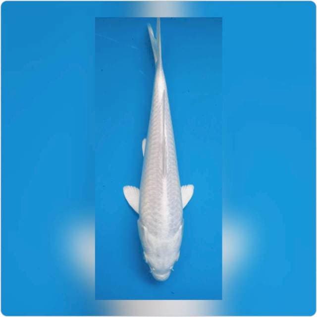 Platinum.. 25 cm super white