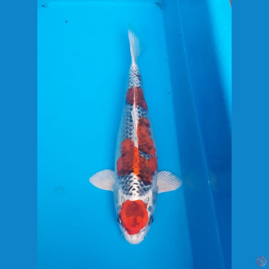 Maruten Red Kujaku Original