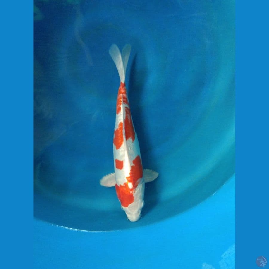 kikusui size 33cm 