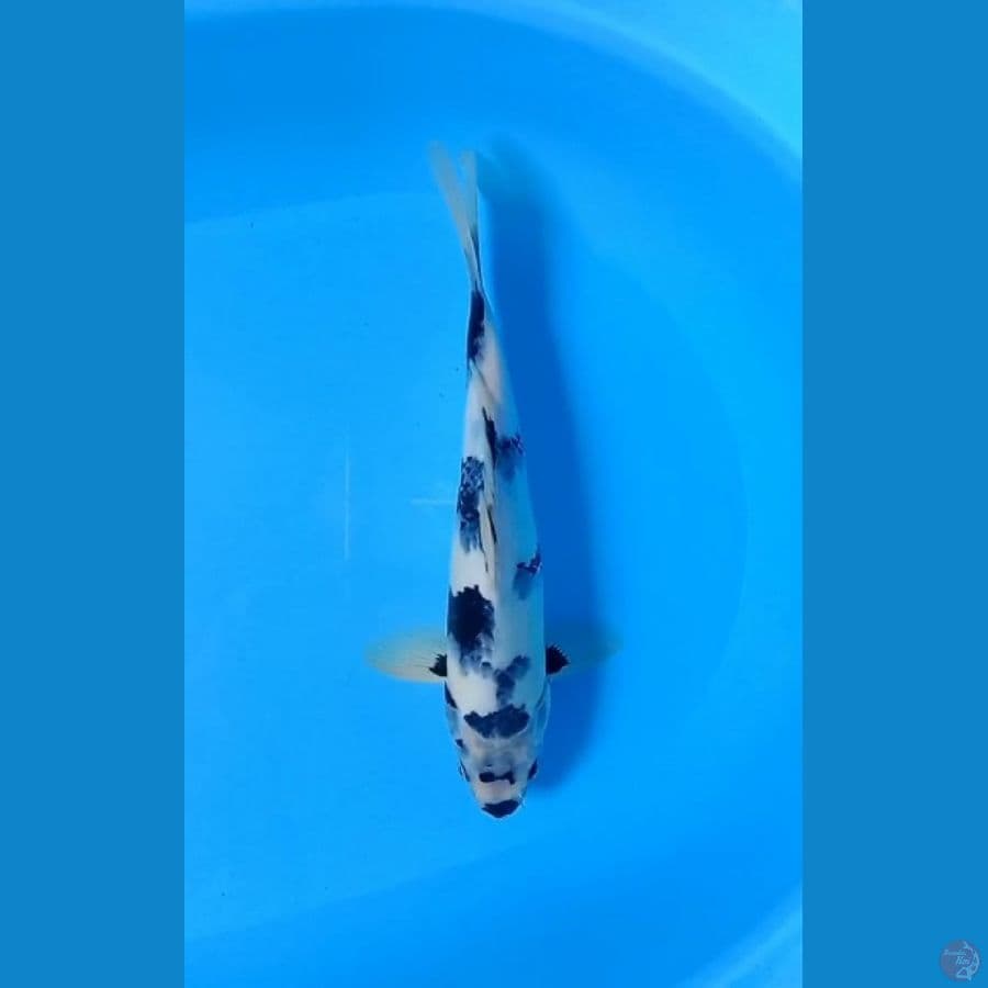 Shiro 34cm male