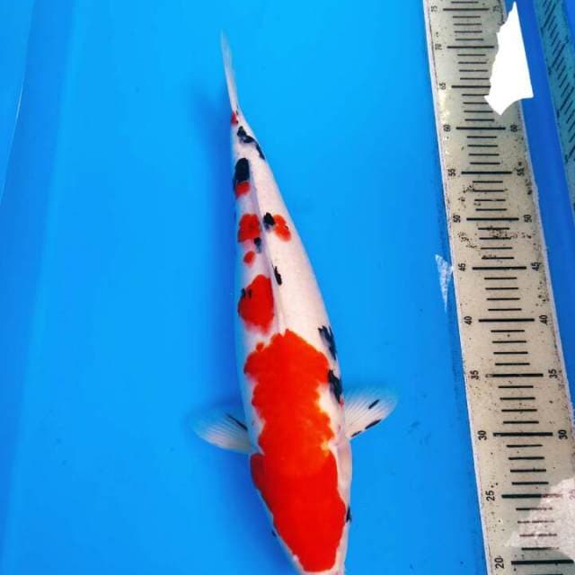 F1 - Sanke beni strong 45 cm