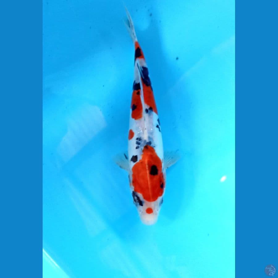 sanke doitau 20cm