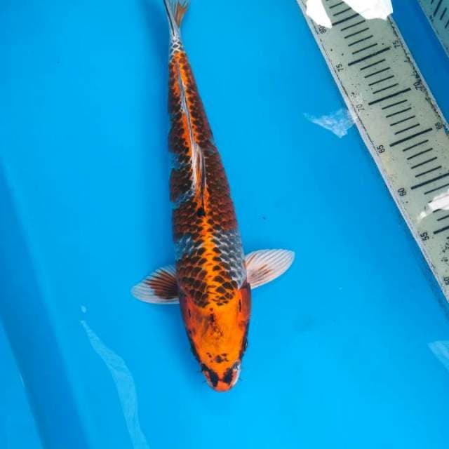 BENI GINGGA 45 CM