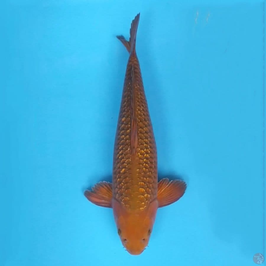 Chagoi Ginrin ~53