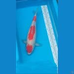 KOHAKU 40 CM