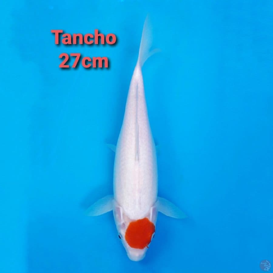 TANCHO KOHAKU 27CM