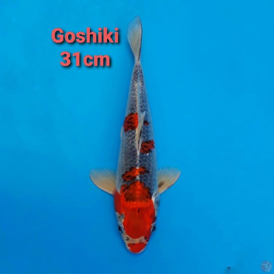GOSHIKI 31CM