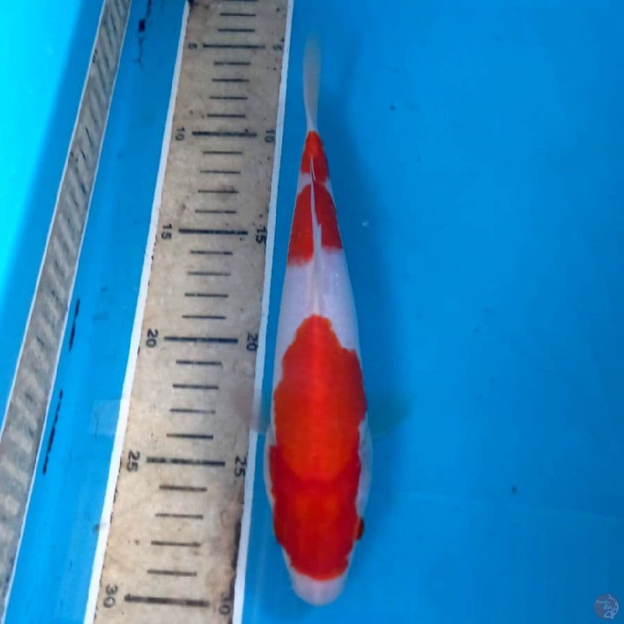 kohaku, 22 cm