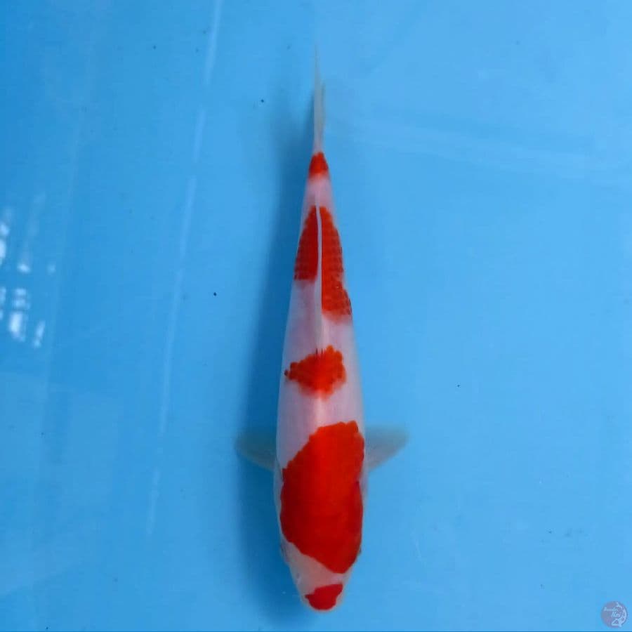 kohaku kucibeni, 20 cm
