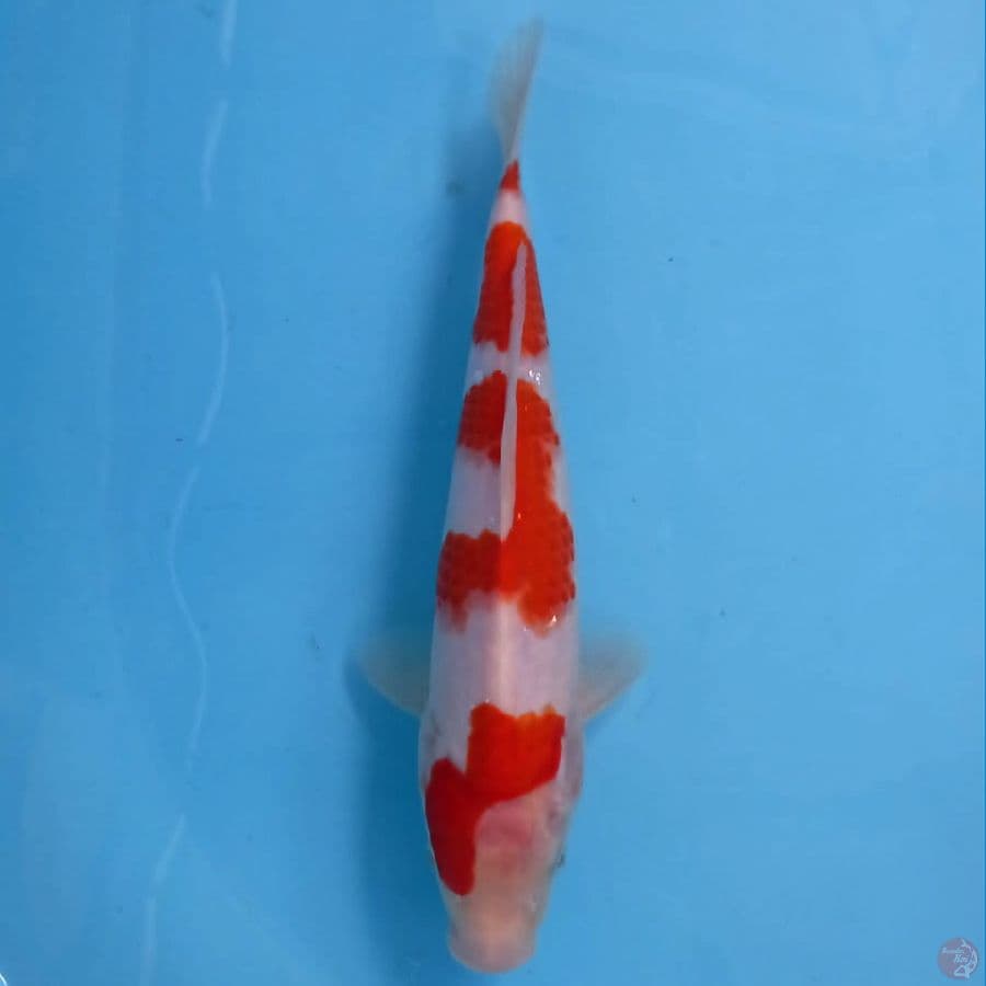 kohaku, 26 cm