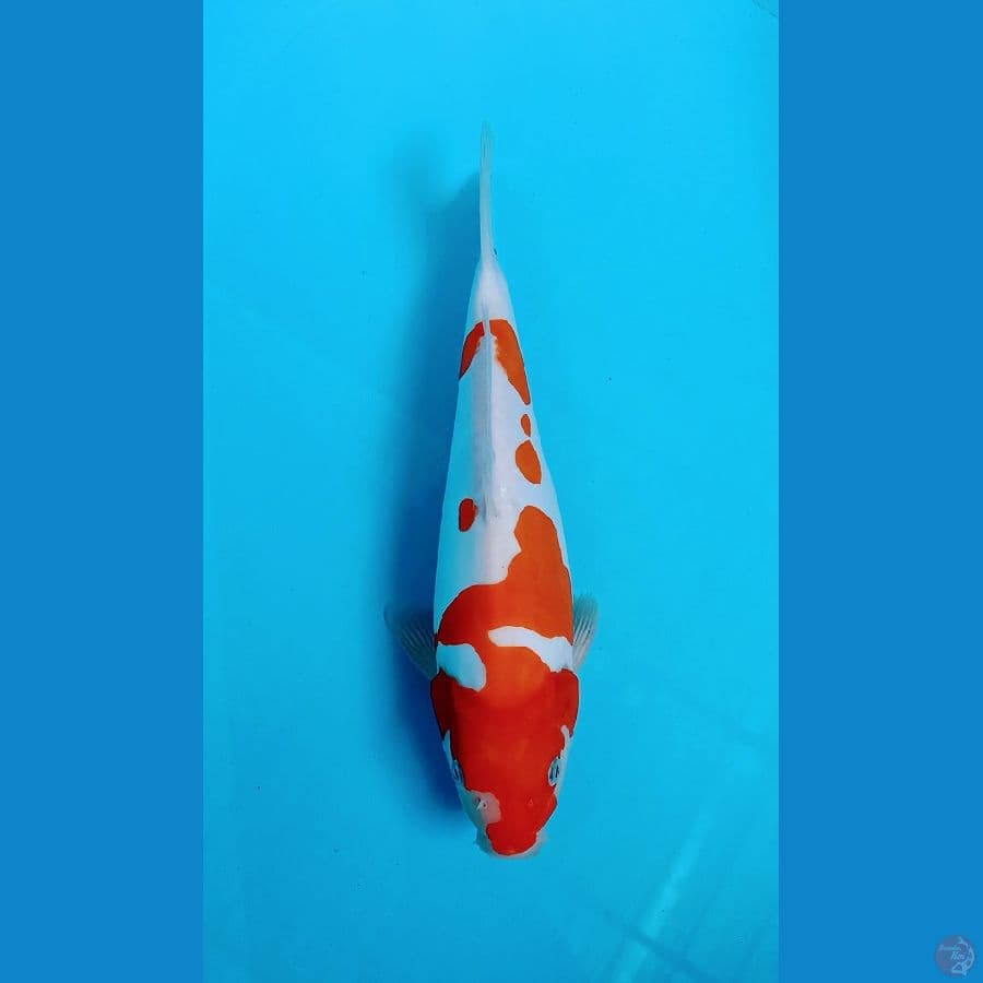 Kohaku Doit Murni - 32cm