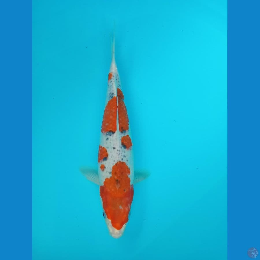 Goshiki 35cm