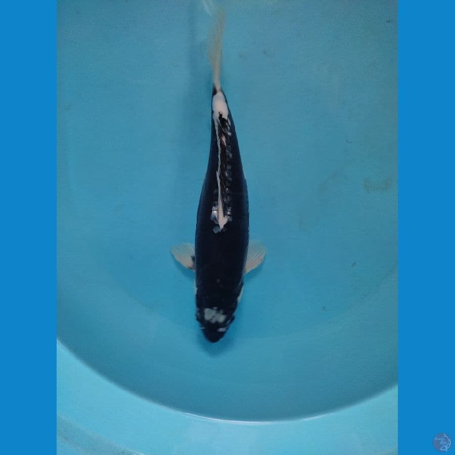 doitsu hageshiro 33 cm