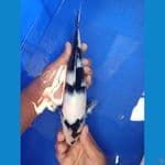 SHIRO PUTIH BERSIH HITAM PEKAT