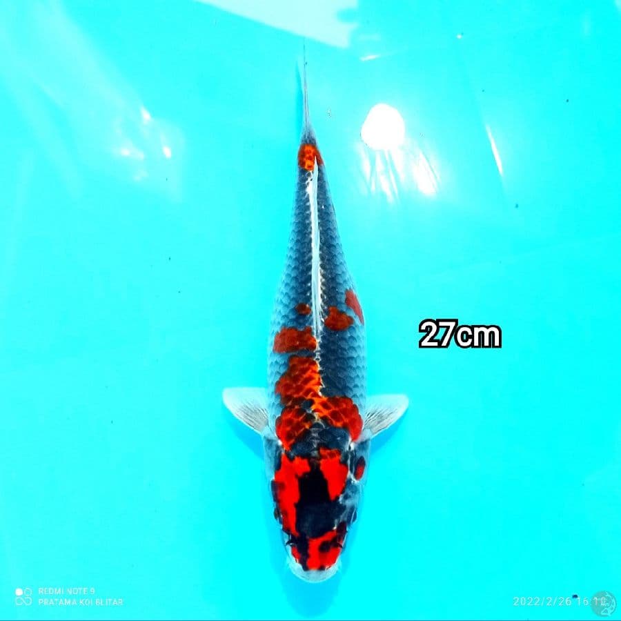 GOSHIKI SB 27Cm