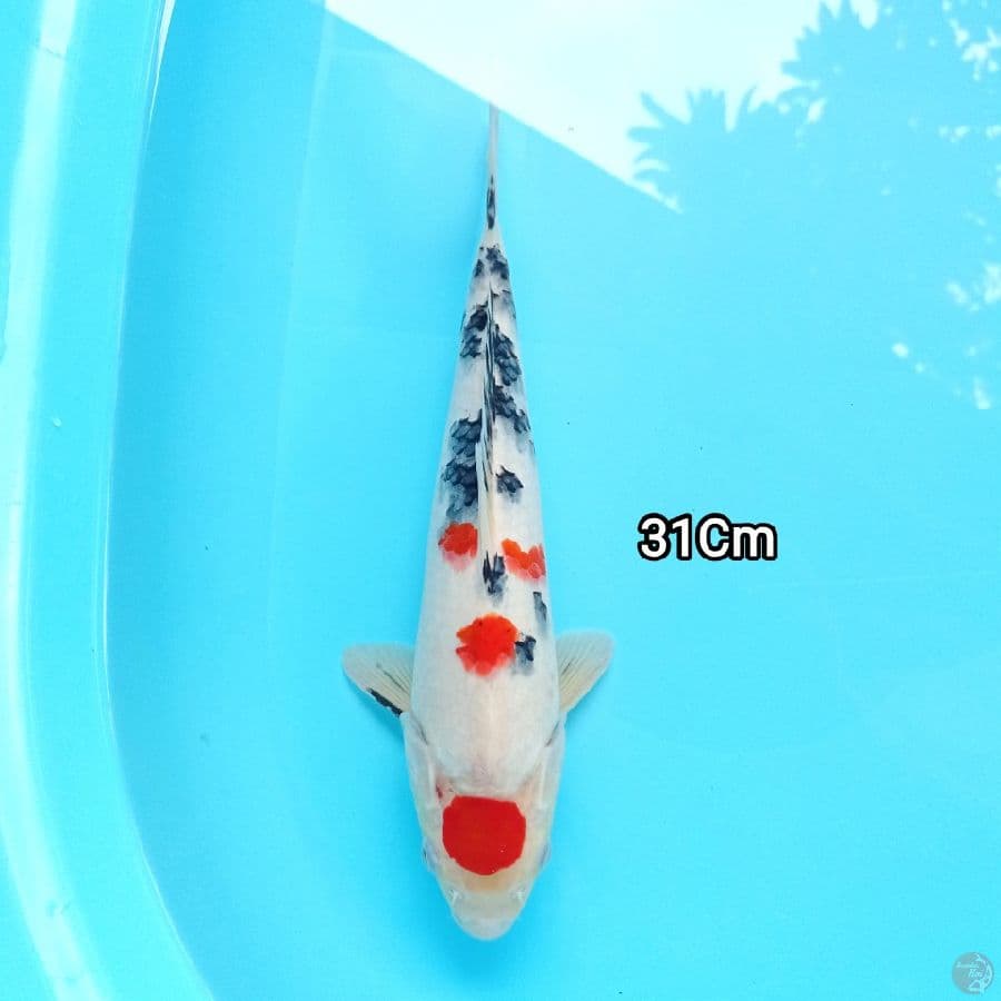 Maruten sanke 31Cm