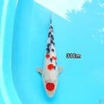 Maruten sanke 31Cm
