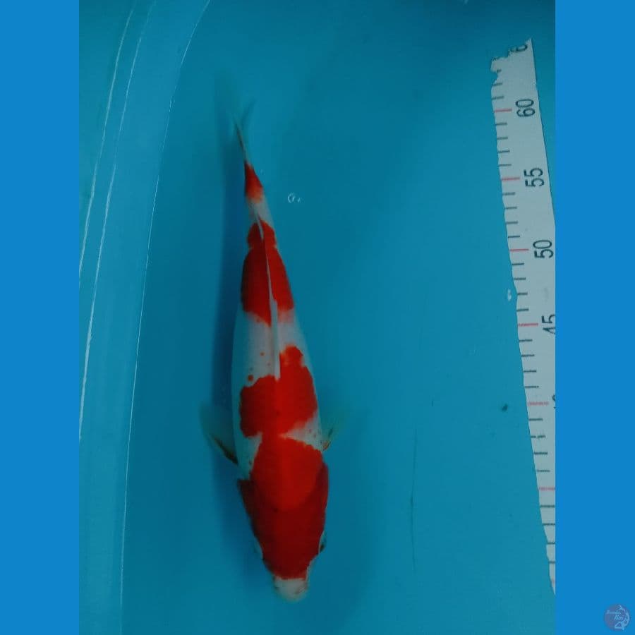 Kohaku Original