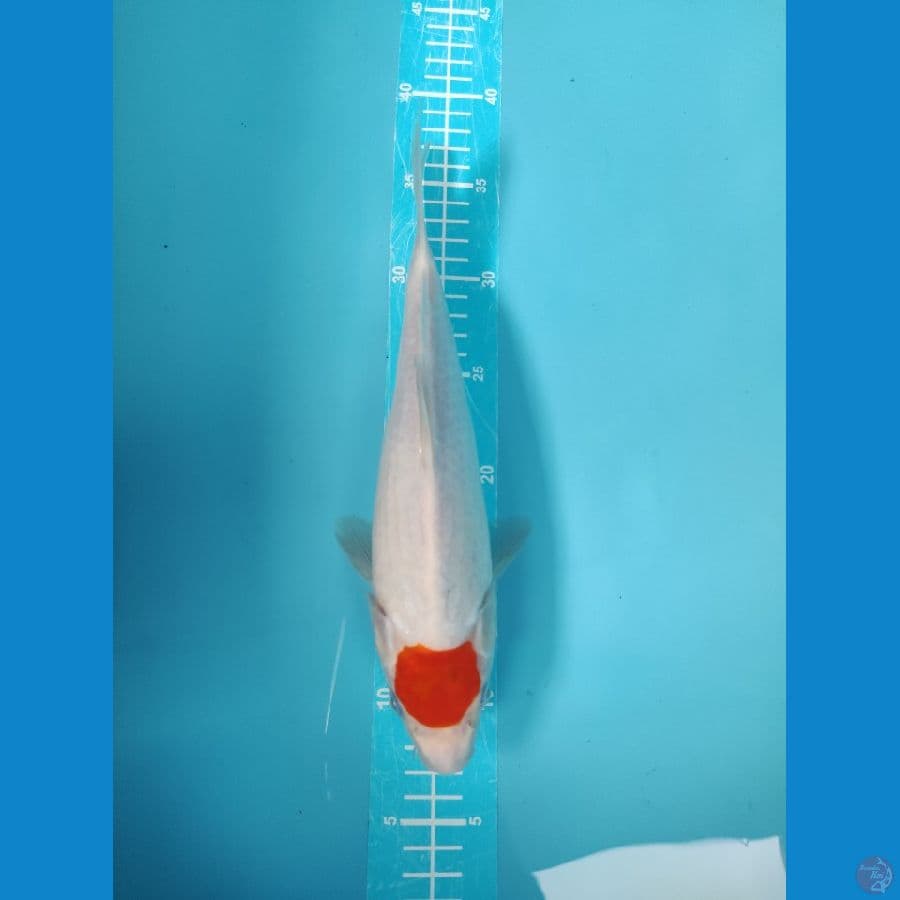ORIGINAL TANCHO 28CM