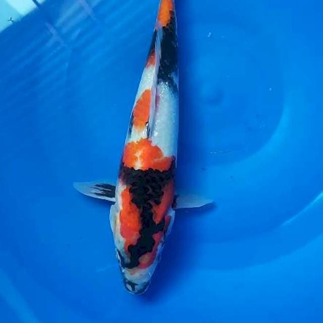 Showa sisik 30 cm