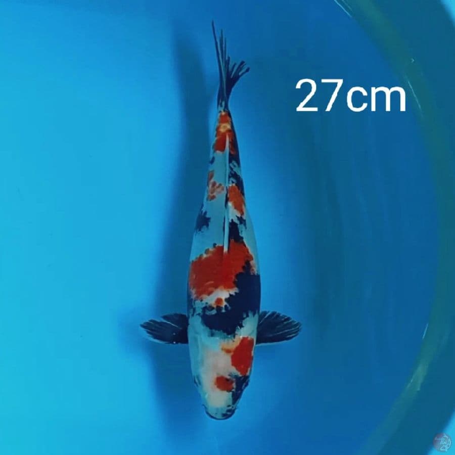 showa 27cm