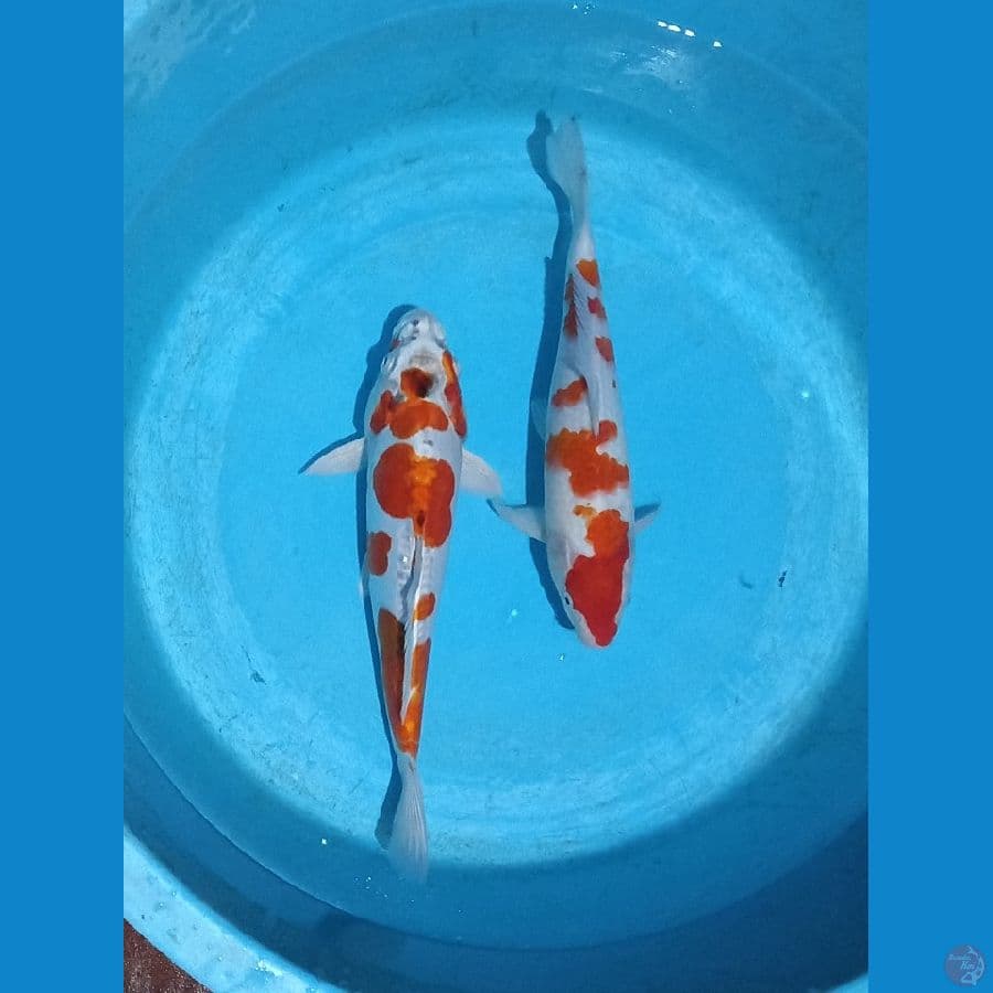 kikusui,kohaku